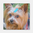 Recherche de yorkshire terrier magnets Réfrigérateur