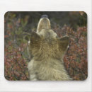 Recherche de canis Canin