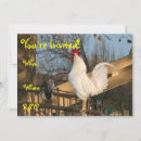 Recherche de poulet coq invitations Drôle