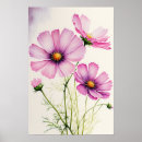 Recherche de fleur de cosmos posters Pour tous
