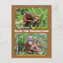 Recherche de espèce menacée cartes postales Animal