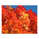 Recherche de feuille rouge photographie Photographie de la nature