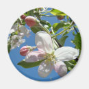 Recherche de pommier magnets Rose