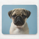 Recherche de chiot carlin tapis souris Nature