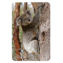 Recherche de koala magnets Ours de koala