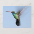 Recherche de colibris cartes postales Nature