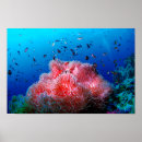 Recherche de rougeoyant posters Tropical