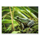 Recherche de grenouille art Extérieur