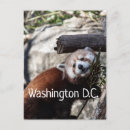 Recherche de red panda cartes postales Animal