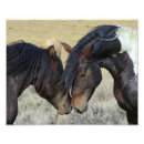 Recherche de chevaux sauvages posters Équin