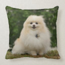 Recherche de nain coussins Chien