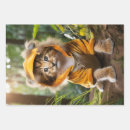 Recherche de chaton adorable posters Félin