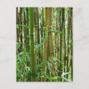 Recherche de bambous cartes postales Vert