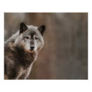 Recherche de loups gris posters Faune