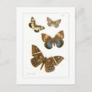 Recherche de papillon cartes postales Vintage