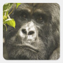 Recherche de gorille de montagne autocollants Rwanda