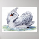 Recherche de cygne blanc posters Gracieux
