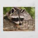 Recherche de panda drôle cartes postales Faune