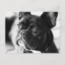 Recherche de bouledogue francais cartes postales Bulldog