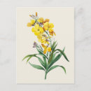 Recherche de giroflée cartes postales Fleur