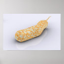 Recherche de bactéries posters La science