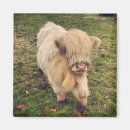 Recherche de veau magnets Jeune