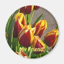 Recherche de fleurs de tulipes magnets Fleur de tulipe