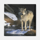 Recherche de loup gris magnets Canis lupus