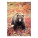 Recherche de grizzly posters Usa