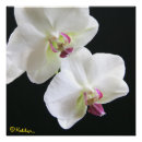 Recherche de orchidée blanche posters Fleurs