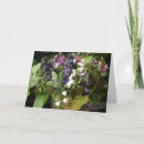 Recherche de le muguet cartes postales Vallée