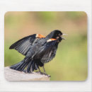 Recherche de oiseaux chanteurs tapis souris Observation des oiseaux
