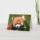 Recherche de panda roux vœux cartes Faune