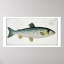 Recherche de salmo posters Kruger