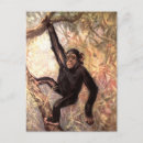 Recherche de chimpanzee cartes postales Zoo