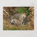 Recherche de jeune animal cartes postales Hérisson