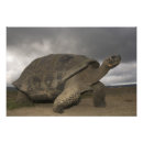 Recherche de l equateur posters Tortue géante