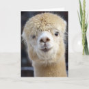 Recherche de le pérou vœux cartes Animal