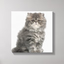 Recherche de chaton persan art Mignon