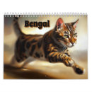 Recherche de chat du bengale Portrait