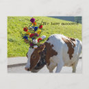 Recherche de cow cartes postales Floral