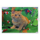 Recherche de chat tigré orange vœux cartes Amour