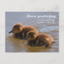 Recherche de canards sauvages cartes postales Anas platyrhynchos