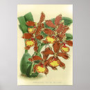 Recherche de vintage orchidee posters Plante