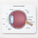 Recherche de oeil humain Cornée