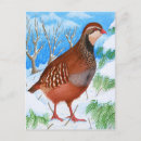 Recherche de perdrix cartes postales Aquarelle