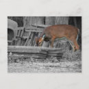 Recherche de clairement cartes postales Animaux