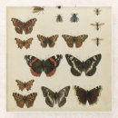 Recherche de insecte dessous de verres Animaux