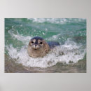 Recherche de bébé phoque posters Mignon
