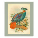 Recherche de de faisan posters Animaux